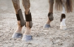 ochraniacze-tylne-horze-chicago-fetlock