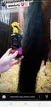 odzywka-lincoln-hair-polish-and-detangler-silky-shine