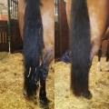 odzywka-do-grzywy-i-ogona-lincoln-piaffe-mane-and-tail-conditioner
