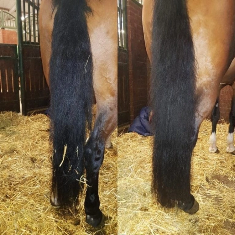 odzywka-do-grzywy-i-ogona-lincoln-piaffe-mane-and-tail-conditioner