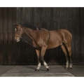 Norton-Pomoc-do-lonżowania-Gentle-Stretching