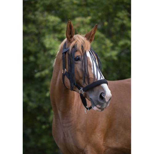 Norton-naczulek-z-frendlami-Fly-Browband