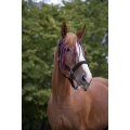 Norton-naczulek-z-frendlami-Fly-Browband