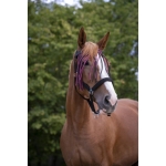 Norton-naczulek-z-frendlami-Fly-Browband