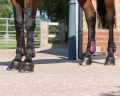 Zestaw ochraniaczy skokowych przednich i tylnych QHP Tendon boots