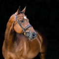 oglowie-horze-clermont