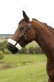 kaganiec-covalliero-teddy-fleece
