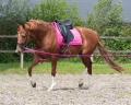 Patent-do-lonzowania-QHP-fuchsia