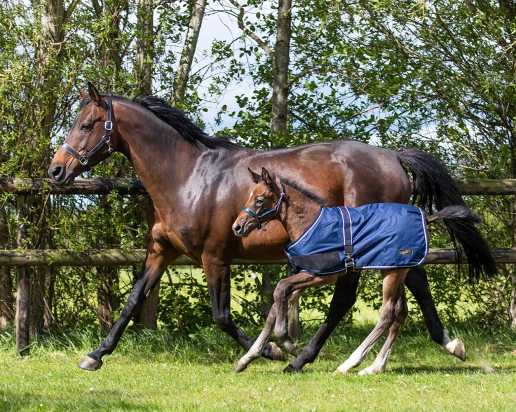 Derka-padokowa-zrebieca-QHP-Foal-Turnout