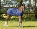 Derka-padokowa-zrebieca-QHP-Foal-Turnout