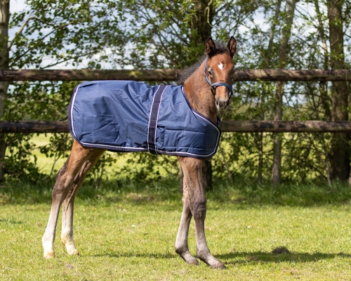 Derka-padokowa-zrebieca-QHP-Foal-Turnout