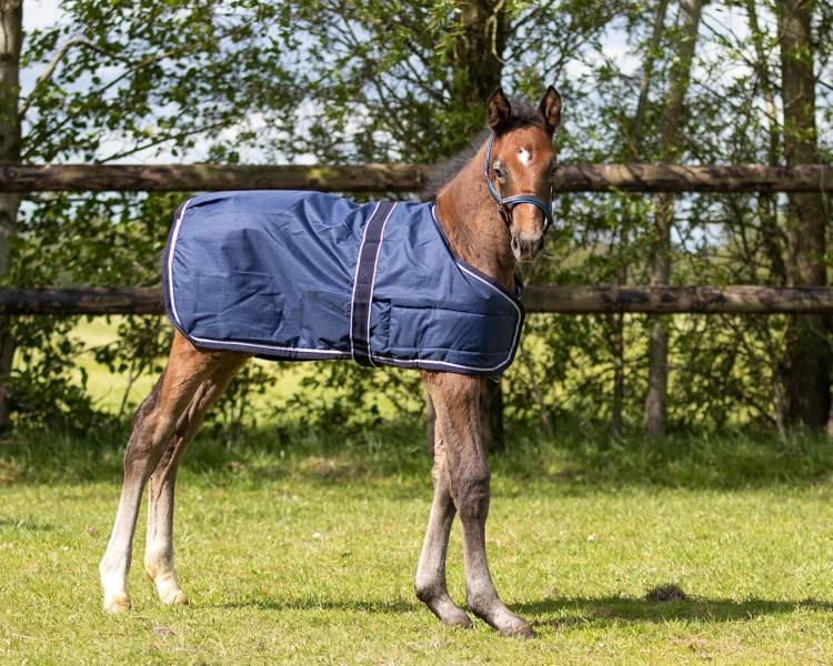Derka-padokowa-zrebieca-QHP-Foal-Turnout