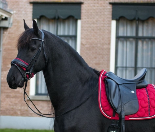 czaprak ujeżdżeniowy QHP Q Friesian