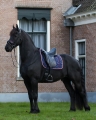 Podkładka pod nachrapnik QHP Friesian