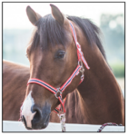 Kantar START "Economic"