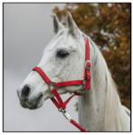 Kantar START "Economic Lined"