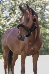 Norton-kantar-Full-Mouton-Synthetique