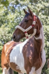Norton-kantar-Full-Mouton-Synthetique