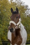 Norton-kantar-Full-Mouton-Synthetique
