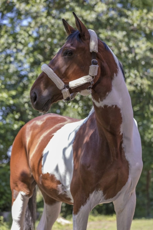 Norton-kantar-Full-Mouton-Synthetique