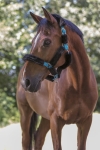 Norton-kantar-Full-Mouton-Synthetique