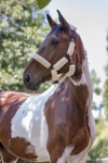 Norton-kantar-Full-Mouton-Synthetique