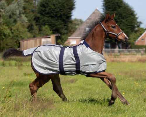 QHP Derka siatkowa źrebięca Foal fly sheet