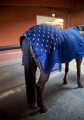 Derka do akupresury Accuhorsemat Cooler with Acupressure Mats