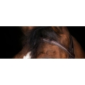 eric-thomas-elite-londres-bridle (2).jpg