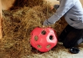 Piłka do karmienia KERBL HeuBoy czerwony siano