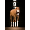 equitheme-teddy-headcollar (1).jpg