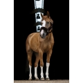 equitheme-teddy-headcollar (2).jpg