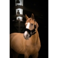 equitheme-teddy-headcollar (4).jpg