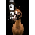equitheme-teddy-headcollar (5).jpg