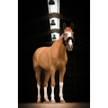 equitheme-teddy-headcollar (8).jpg