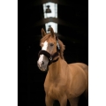 equitheme-teddy-headcollar (9).jpg