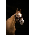 equitheme-teddy-headcollar.jpg