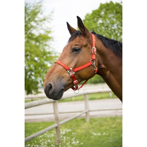 Kantar Equi Theme "Eclat"