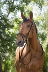 Norton-oglowie-syntetyczne-cob-Club-Synthetic
