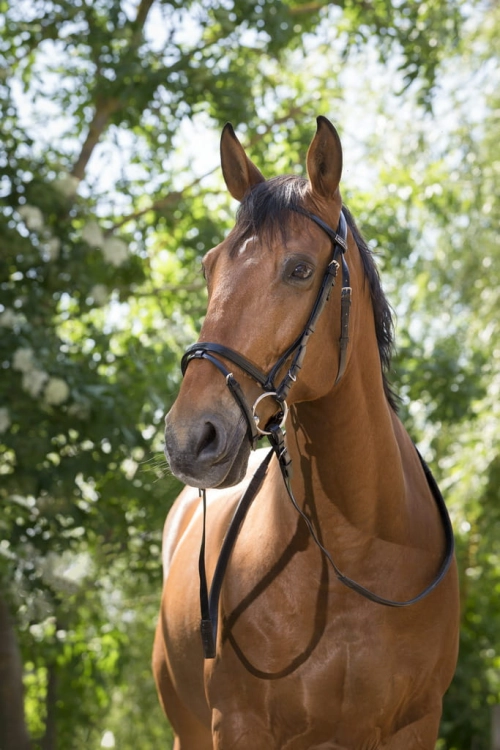 Norton-oglowie-syntetyczne-cob-Club-Synthetic