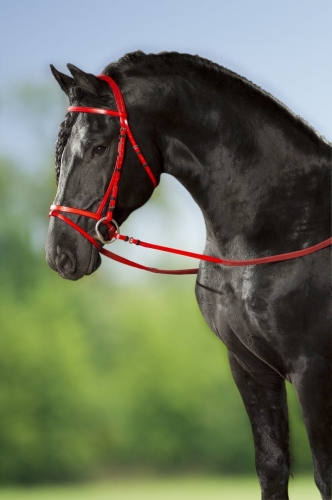 Norton-oglowie-syntetyczne-cob-Club-Synthetic