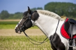 Norton-oglowie-syntetyczne-cob-Club-Synthetic