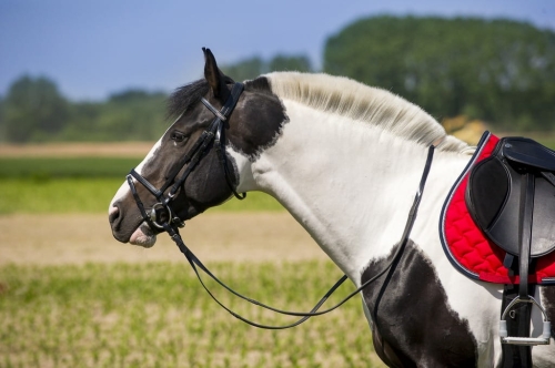Norton-oglowie-syntetyczne-cob-Club-Synthetic