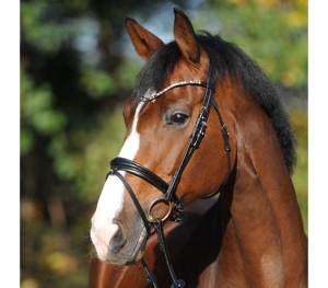 Ogłowie Kavalkade "Reyna"