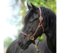 Kantar Kavalkade Tessa