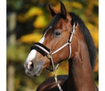 Kantar Kavalkade "Gretchen"