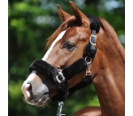 Kantar Kavalkade "Traveling"