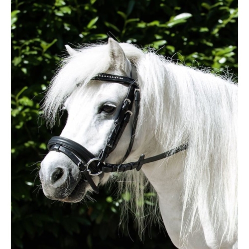 oglowie-hkm-mini-shetty
