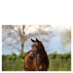 Ogłowie ANKY Pullback Noseband