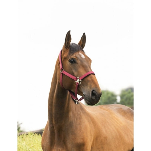 Kantar Equi Theme Air